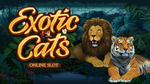 Eur 445 Free chip casino at Leo Vegas Casino